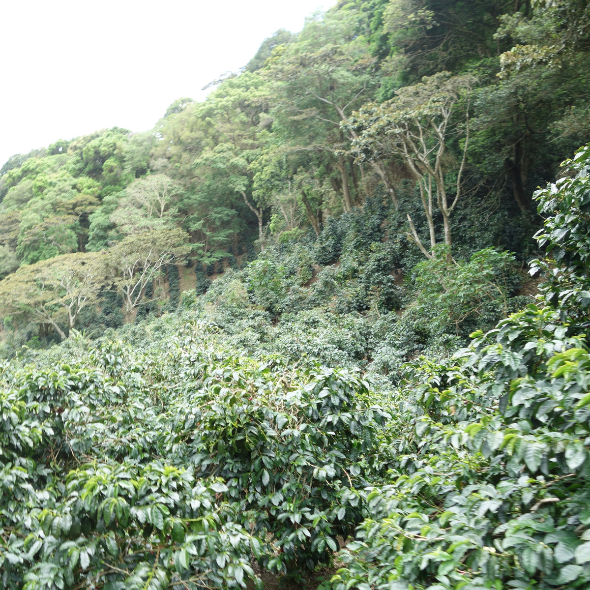 【数量限定】Panama Geisha 2種80g スペシャルセット