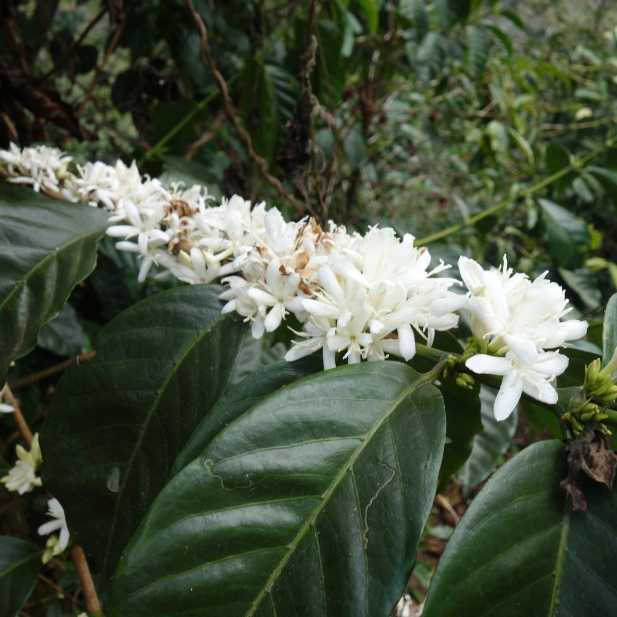【残り僅か！】Panama Geisha 3種130g スペシャルセット