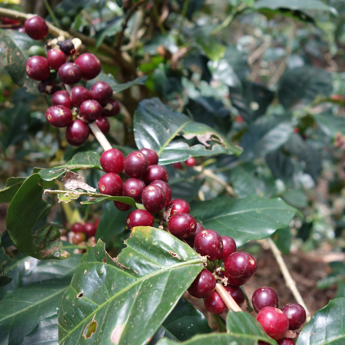 【数量限定】Panama Geisha 2種80g スペシャルセット